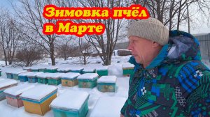 КАК ЗИМУЮТ ПЧЁЛЫ В МАРТЕ, С ПРАЗДНИКОМ ЖЕНЩИНЫ!