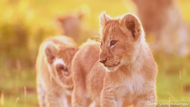 #Коран#АльБакъара#СамыеКрасивыеМеста#Relaxation##Islam#Quran#AlBaqarah'#Minshawiy #4кВидео#33часть#