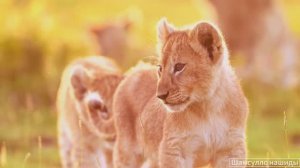 #Коран#АльБакъара#СамыеКрасивыеМеста#Relaxation##Islam#Quran#AlBaqarah'#Minshawiy #4кВидео#33часть#