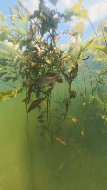 Серебряный карась