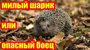 Ёж: пушистый клубочек или грозный воин? Уникальный иммунитет к ядам, борьба с клещами и пробег ночью