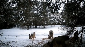 Сено для косули