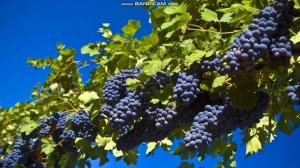 ЧТО ТАКОЕ СТАРОЕ ВИНО И НОВОЕ ВИНО В БИБЛИИ - ЭТО ВИНОГРАДНЫЙ СОК ЗАИГРАВШИЙ И СВЕЖИЙ!!! 1часть.