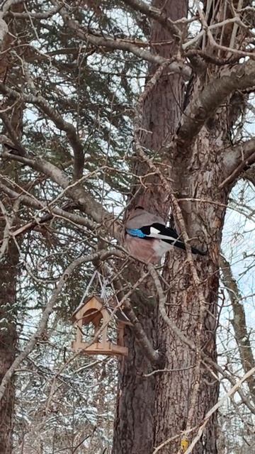 Наблюдаем за сойкой