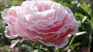 Серега&Co - С праздником родная