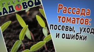 Рассада томатов: посев, уход ошибки.