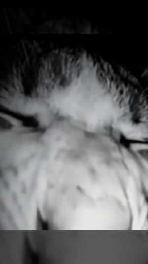 что творят нейросети...