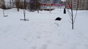 Моя спаниелечка