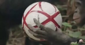 .... Как появился Футбол...