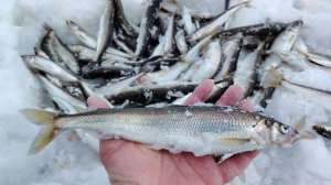 Корюшка тонны Наваги | зимняя рыбалка | Сушка рыбы |