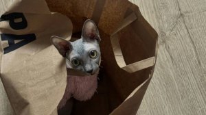 Приехала Мишель на праздник. В новом наряде, с новой игрушкой, такая же шкодная🐈