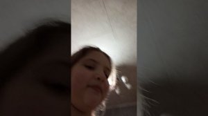 вещи моей собаки