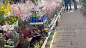 Обзор цветов в магазине Оби СПб.