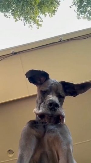 Забавный ракурс