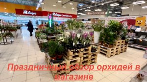 ПРАЗДНИЧНЫЙ обзор ОРХИДЕЙ в Глобусе