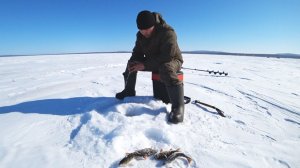 Зимняя рыбалка в марте 2026. Ловля окуня со льда. Часть вторая.