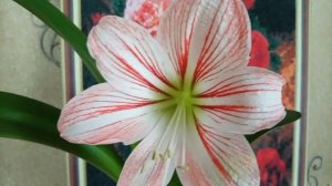 Подарки к 8 марта 🌷от соседки!