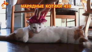 Нарядные Котики расслабляются на солнышке 🌞 🐈🐈🐈 (459)