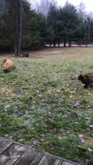 Сторожевые коты