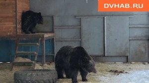 Медведи в зооцентре «Питон» вышли из спячки