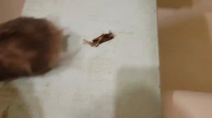 Хомячок Чернушка и мёртвый кузнечик