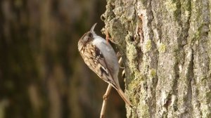 Пищуха и весенние голоса птиц, наблюдение в Великом Новгороде, 8 марта 2026