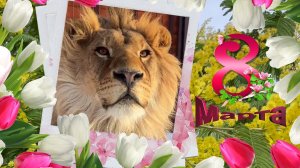 С 8 Марта, милые женщины! Только любимые звери: Шерхан, Порш, Симочка и цветы.