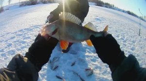 Рыбака на жерлицы в марте 2019г.Ловля окуня на балансир.