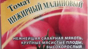 Томат ИНЖИРНЫЙ МАЛИНОВЫЙ нежнейшая сахарная мякоть крупные мясистые плоды высокорослый для теплиц 🍅
