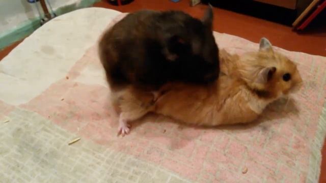 Расхомячение 2