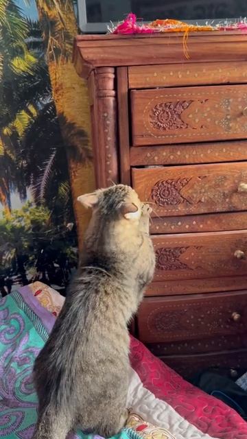 Зиточка обновила индийский  комод😁😻🐈🤩😍💞