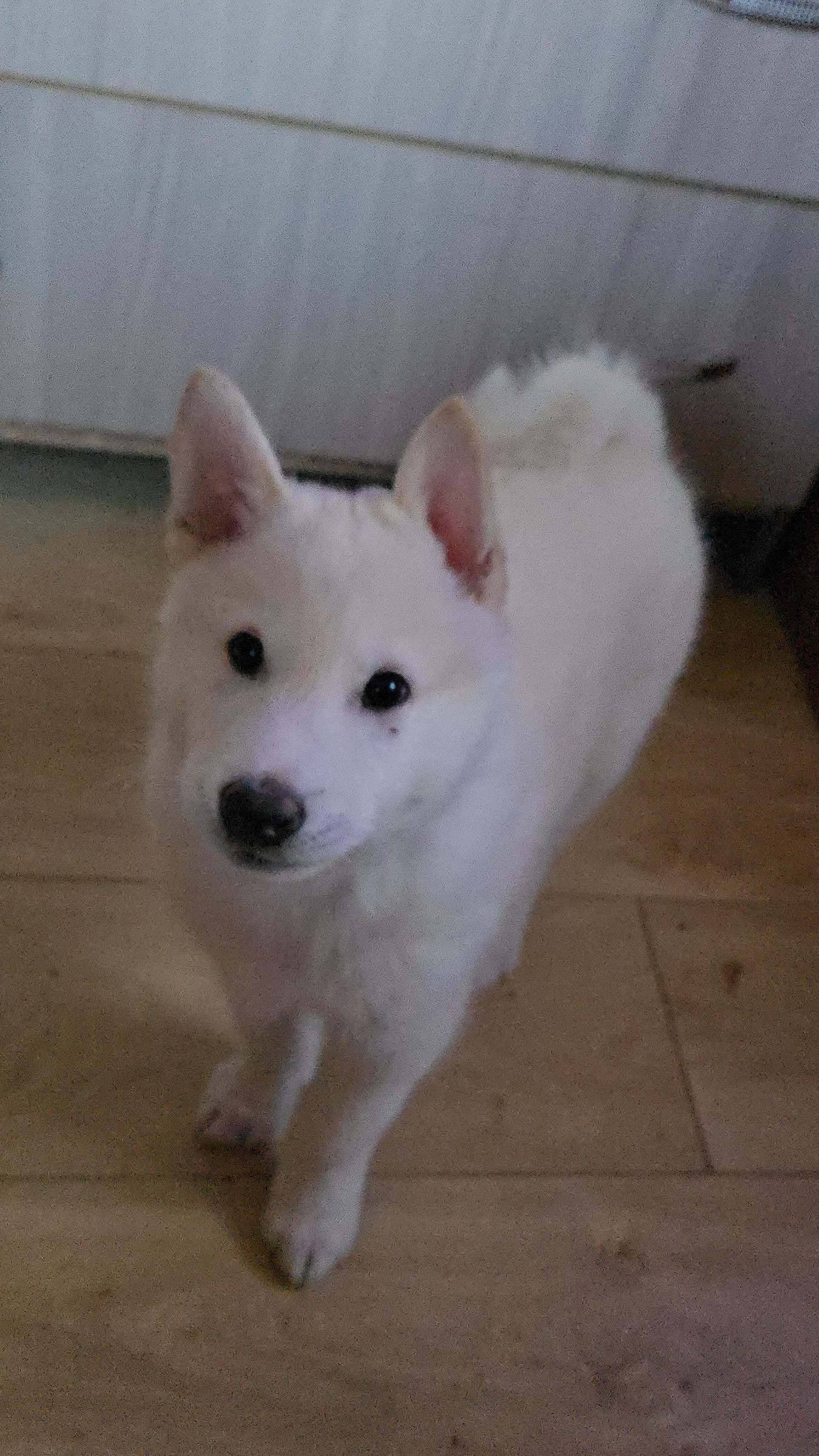 Будильник Забар