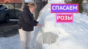 Что делать если снег сломал укрытие роз?