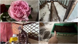 7 марта. На даче. Завалило снегом. Спасаю диваны. Первые всходы.