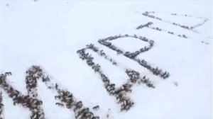 😱8 Марта из выстроенных лошадей фермером