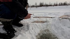 Жерлицы проверка. 24 день.