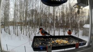 Новую кормушку захватили снегири