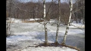 Ожил под лучами тополь. Чиллвэйв 2в 2дб - стихи Виктора Левашова, Ярославль.