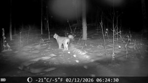 ЗАКРЫЛ КАПКАНЫ /// РЫСЬ НА ПУТИКЕ  !!!  НЕПОНЯТНАЯ СИТУАЦИЯ С КАПКАНОМ КА2 У ///КАДРЫ  ФОТОЛОВУШКИ .