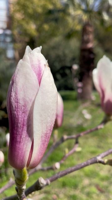 Круглогодично цветущий Сочи. Магнолия Суланжа.