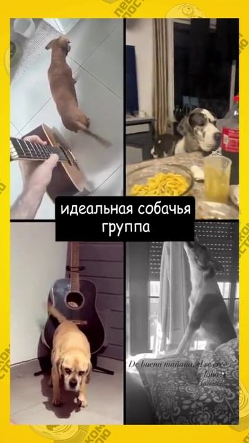 идеальная собачья группа