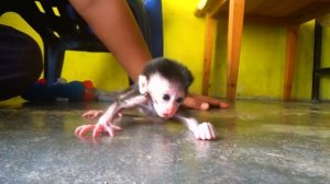 Первые шаги.