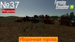 FS25 ч37 Ягодное Палессе GS12 Вектор420 и Акрос580 на уборке гороха.