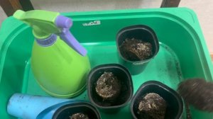 Эустому пересаживаю в стаканчики.