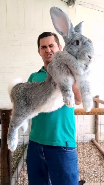 Фландры самая крупная порода кроликов