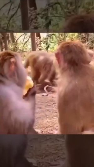 Навязчивая реклама