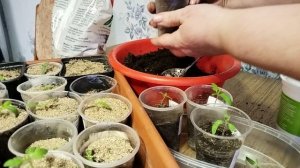 Садово-огородная сага. Процедуры для томатов.