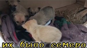 Не вся собачья семья смогла пережить предательство человека...