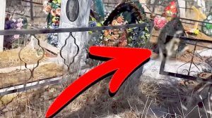 КАМЕРА СНЯЛА СУЩНОСТЬ НА КЛАДБИЩЕ.