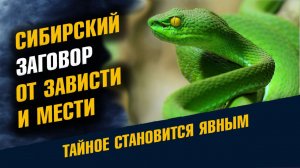 Сибирский Заговор От Зависти и Мести